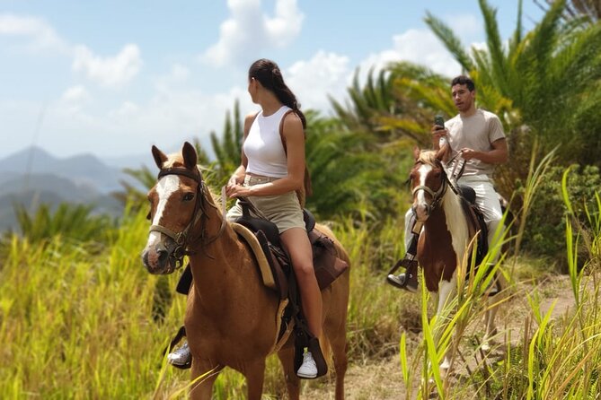 3 Hours Horseback Riding from Nature Trails to Sofa Stone - Getting acquainted with the horses