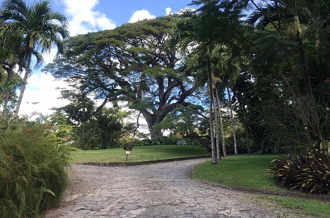 Basseterre Half Day Tour - Timing, meeting point, and cancellation details