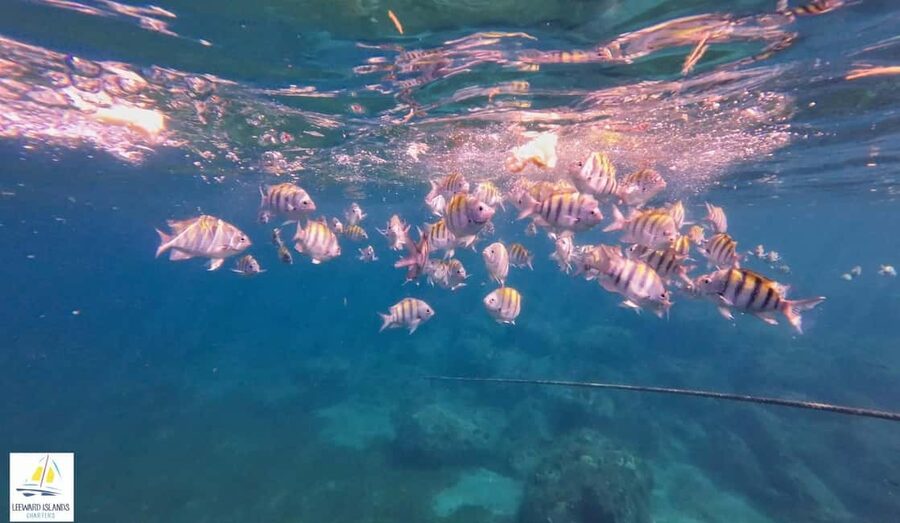 Basseterre: St Kitts 4-hour Catamaran Snorkel Cruise & Lunch - What the $80 price really includes