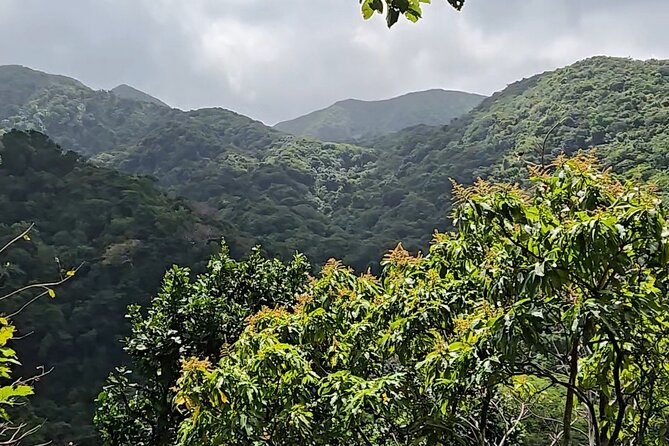 Half-Day St. Kitts Rainforest Hike - Wingfield-Phillips Trail: Plants, Waterfalls, and Wild Monkeys