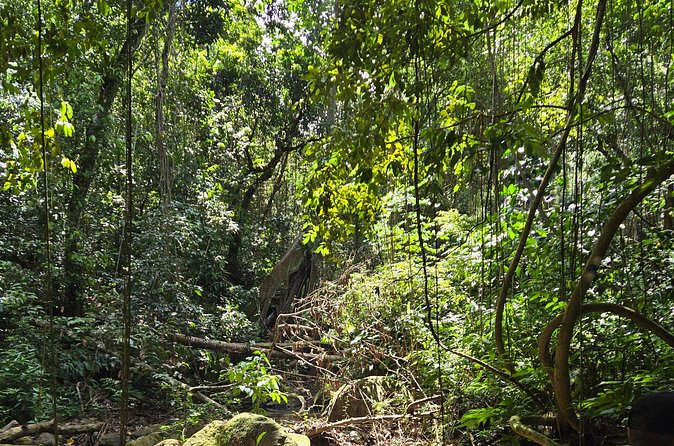 Half-Day St. Kitts Rainforest Hike - Is $71 a Fair Price for the Experience?