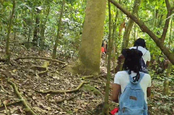Half-Day St. Kitts Rainforest Hike - Who Should Book This St. Kitts Rainforest Hike?