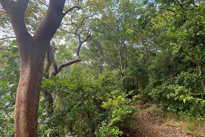 Hike St Kitts: Wingfield Rainforest and Romney Experience - Meeting Janeel and getting into the hills