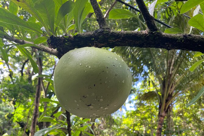 Hike St Kitts: Wingfield Rainforest and Romney Experience - The climb to the 1,100-foot lookout