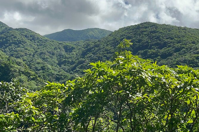 Hike St Kitts: Wingfield Rainforest and Romney Experience - What the guides do best
