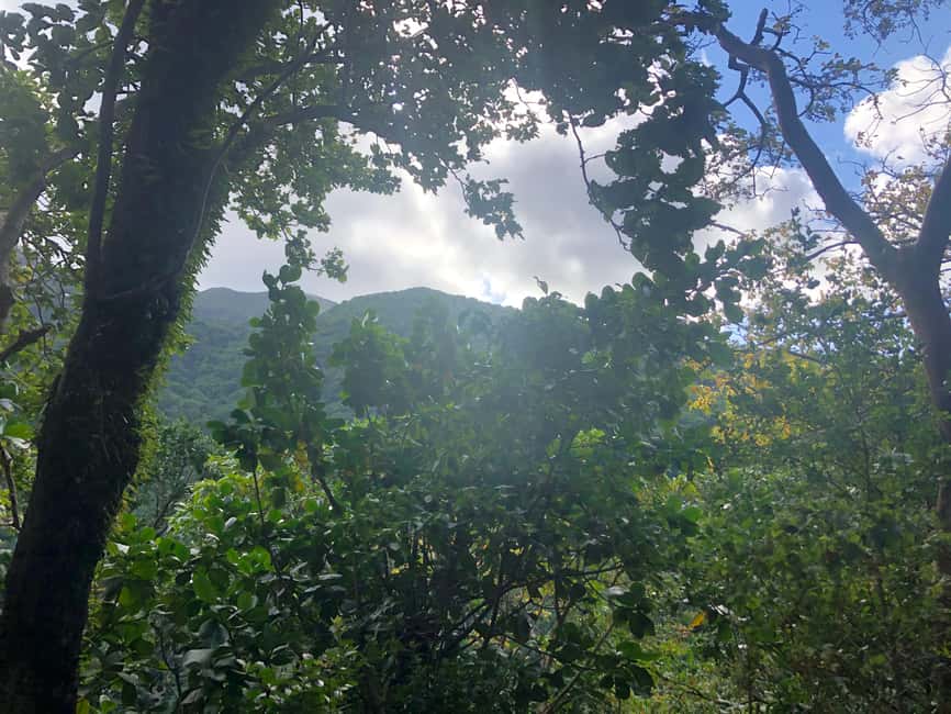 Hike St Kitts: Wingfield Rainforest and Romney Experience - What the $85 price includes