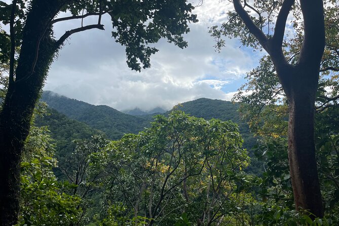 Hike St Kitts: Wingfield Rainforest and Romney Experience - Pickup from hotels, Port Zante, and cruise arrivals