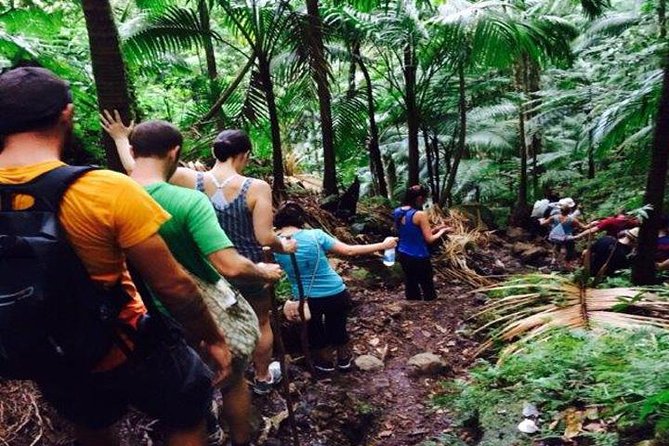Hiking Mount Liamuiga Volcano in St Kitts - Key points to know before booking
