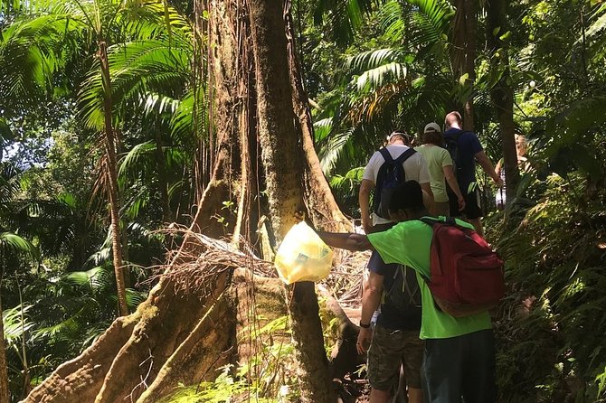 Hiking Mount Liamuiga Volcano in St Kitts - Climbing through tropical and cloud forest