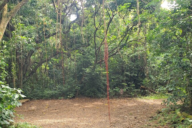 Ken's Panoramic Rainforest Tour - Why This Half-Day Tour Works