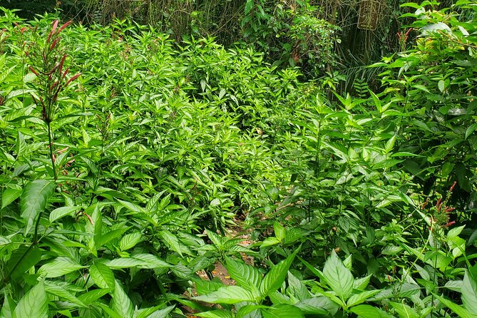 Ken's Panoramic Rainforest Tour - The One-Hour Wingfield-Phillips Forest Trail