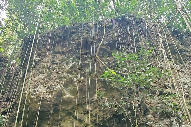 Ken's Panoramic Rainforest Tour - Ken’s Local Touch