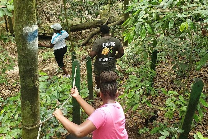 Ken's Panoramic Rainforest Tour - Basseterre From the Vehicle and On Foot