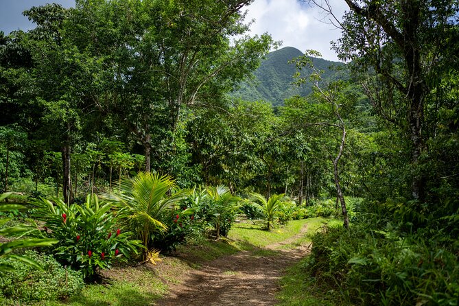 Liamuiga Natural Farm Tour - St.Kitts' Coffee Farm - Key points at a glance