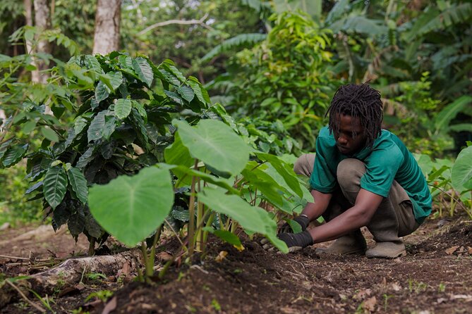 Liamuiga Natural Farm Tour - St.Kitts' Coffee Farm - Coffee, crops, and stories with Thime