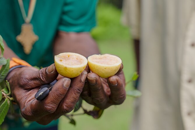 Liamuiga Natural Farm Tour - St.Kitts' Coffee Farm - Is $161 a fair price?