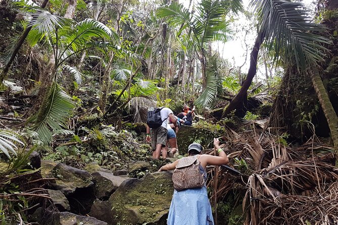 Liamuiga Volcano, Conquer the Crater - The summit area and Liamuiga’s crater