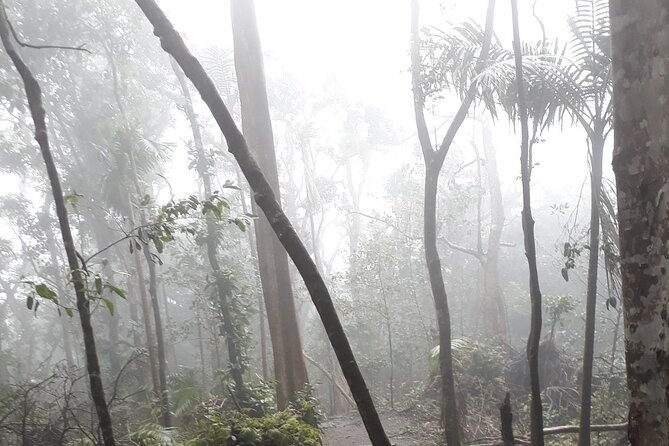 Liamuiga Volcano, Conquer the Crater - Is $100 good value for this St. Kitts hike?