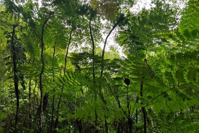 Mindfulness Rainforest Hike, Forest Bathing, Volcanic Hot Springs - Meditation, stretches, and self-massage