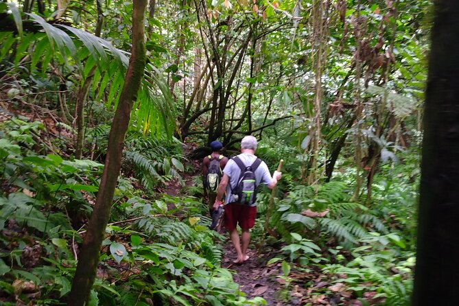 Mindfulness Rainforest Hike, Forest Bathing, Volcanic Hot Springs - Starting at Oualie Water Taxi Pier
