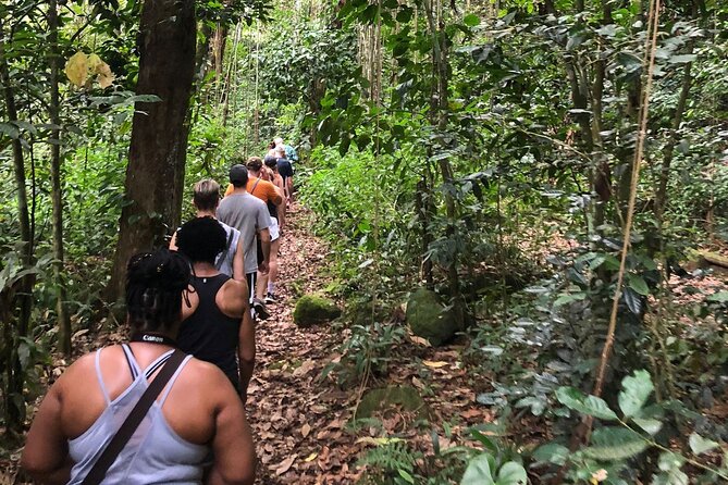 Mount Liamuiga Volcano Hike St Kitts Highest peak - Starting at 700 feet, the trail gets serious