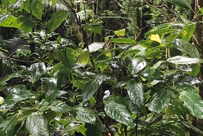 Mount Liamuiga Volcano Tours - Entering the rocky trail
