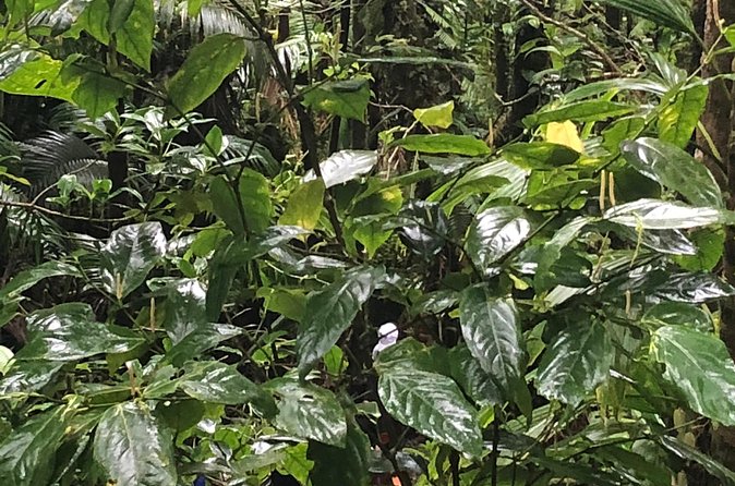 Mount Liamuiga Volcano Tours - The cancellation issue you should take seriously