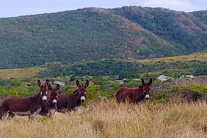 Nevis Historical Walking Tour - The human side of the tour