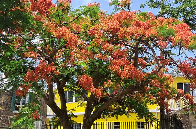 Nevis Island Historical Private Tour - What the local element adds