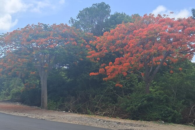 Nevis Island Historical Private Tour - Timing, comfort, and useful planning tips