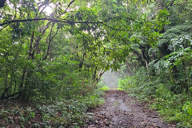 Off Road Rain Forest 4X4 Drive in St. Kitts - The former water-wheel plantation shows how the island worked