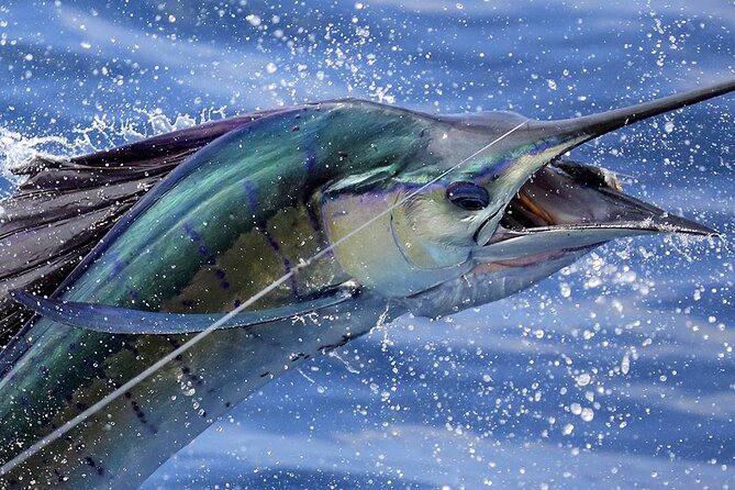 Private Fishing & Snorkel Charters in St Kitts and Nevis - Key Details Before You Book