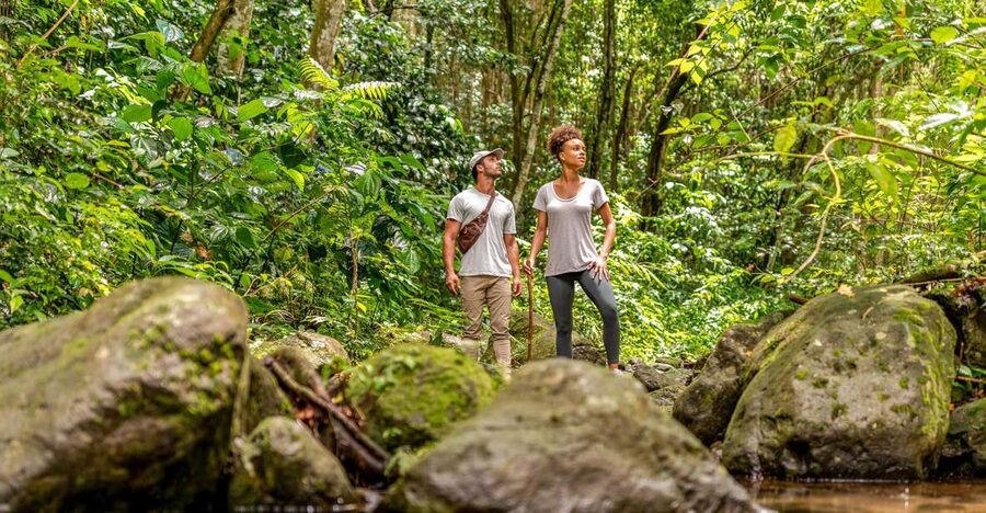 Rainforest Adventure - Walking Beside the Wingfield River