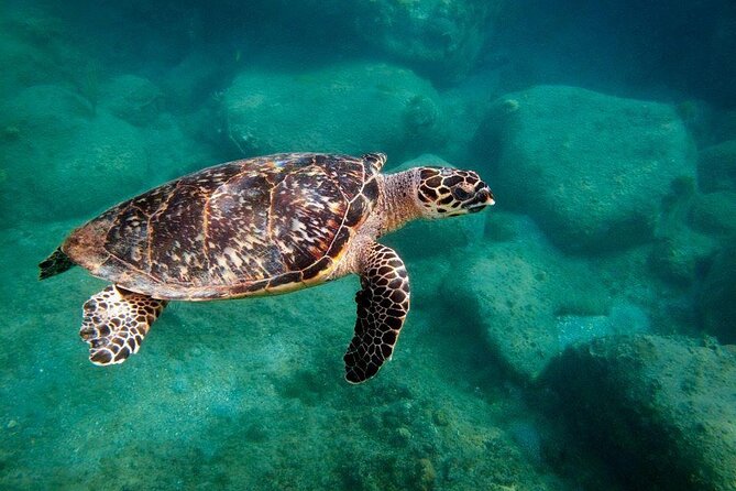 Snorkel Lunch & Lounge: Bluewater or Snorkel and Lunch: Leeward - What makes this St. Kitts catamaran trip worth considering