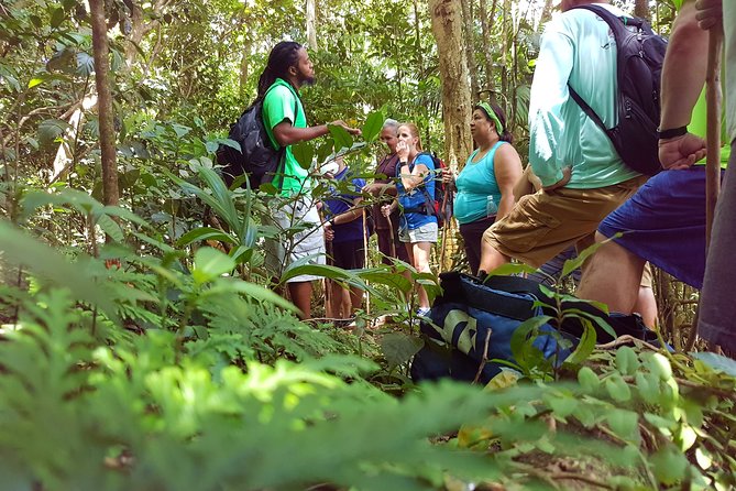 St Kitts Half-Day Rainforest Tour - From Basseterre or Frigate Bay to Old Road