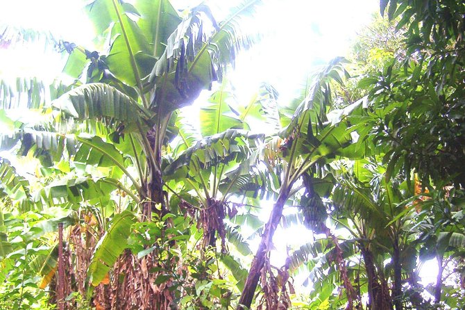 St Kitts Half-Day Rainforest Tour - Wildlife sightings require patience