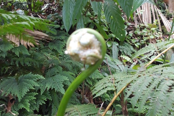 St Kitts Half-Day Rainforest Tour - Snacks, banana bread, and what is not included