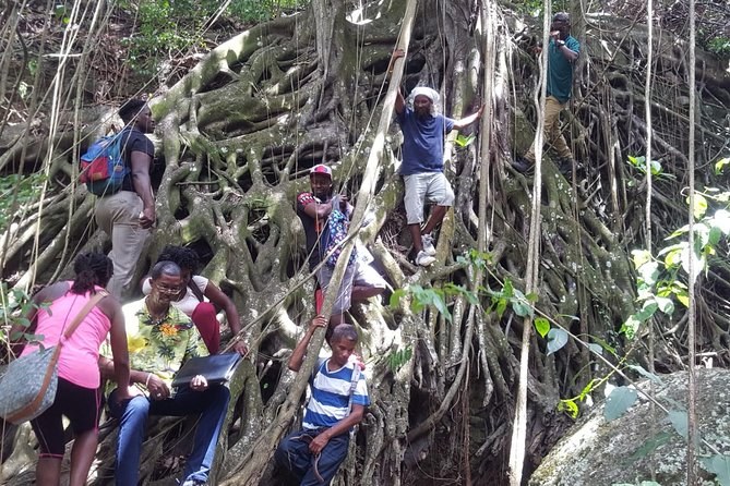 St Kitts Half-Day Rainforest Tour - Is $85 a good value?