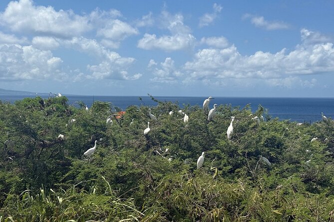 St. Kitts No Hustle No Hassle Private Tour with Don - Brimstone Hill, the tour’s main historic sight