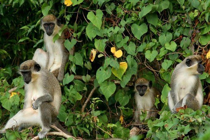 St. Kitts Rainforest Tour - Quick take: what makes this tour worth considering