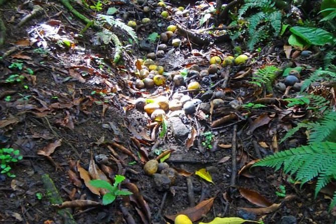 St. Kitts Rainforest Tour - Wingfield Estate and the plantation story