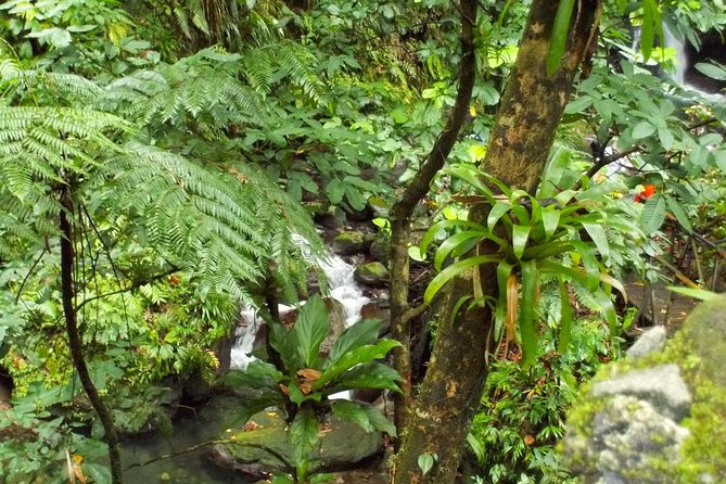 St. Kitts Rainforest Tour - The open-air ride to Wingfield Estate