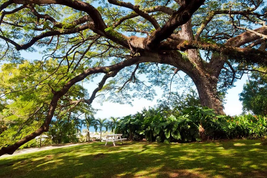 St. Kitts: Top Sights Guided Van or Open-Air Safari Tour - Guide quality and the small-group advantage