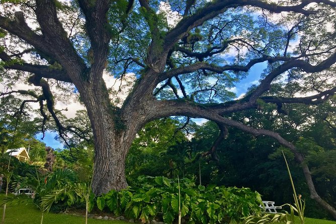 St Kitts Traditional Lunch & Half Day Island Tour - Old Road Town and Bloody Point