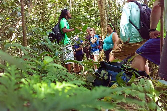 Tropical Rain Forest Explorer Hike In St. Kitts - Five things to know before you go