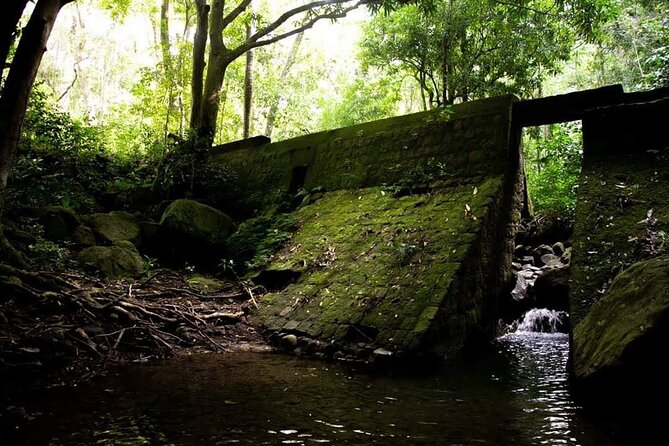 Tropical Rain Forest Explorer Hike In St. Kitts - Difficulty, timing, and who should book