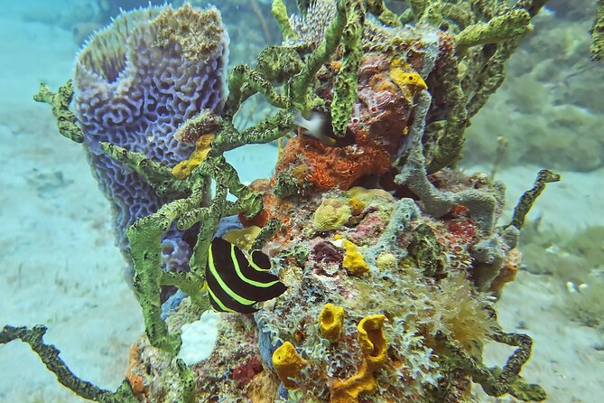 VIP Private Guided Scuba Diving/Snorkeling Excursion - Snacks, Drinks, and Time to Relax