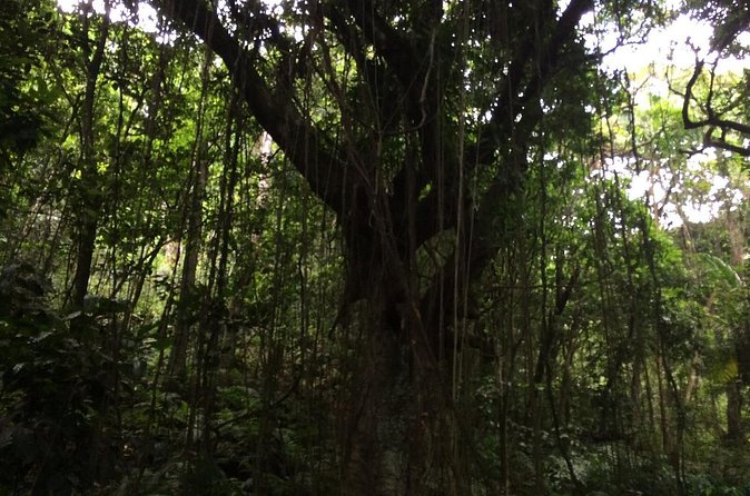 Volcano Crater hike in St Kitts - Who should book this Mount Liamuiga tour?
