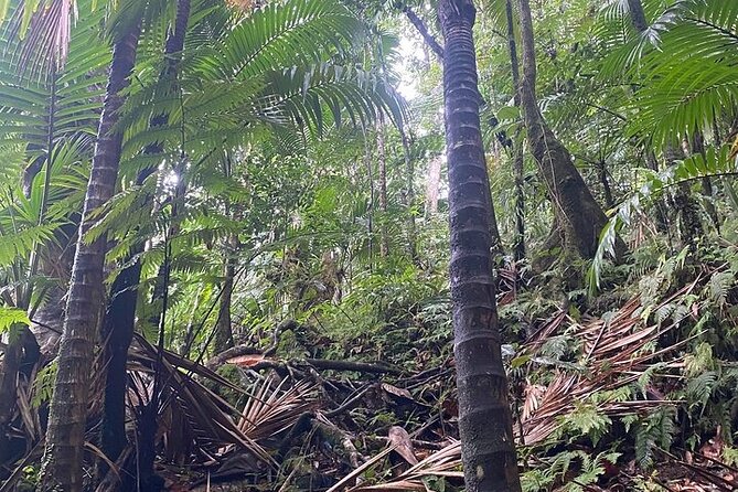 Wingfield Rainforest Adventure Hike and Caribelle Batik stop - Who will enjoy this St. Kitts outing